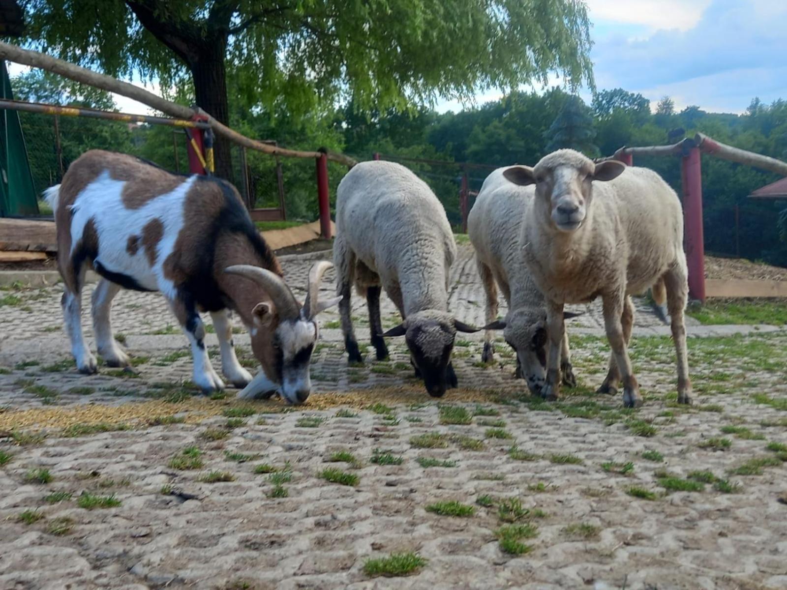 Koperkowe Rancho Beskid Wyspowy Domek Malopolskie Kamionna Kamionna  Екстериор снимка