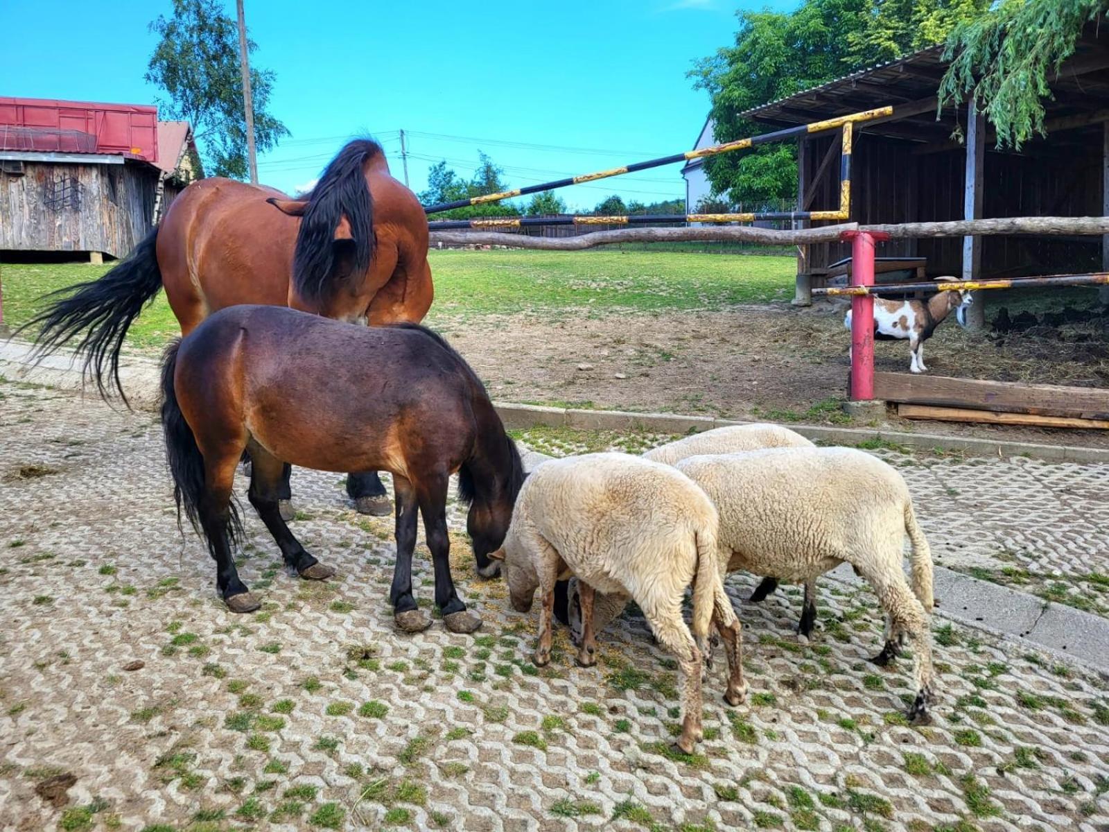 Koperkowe Rancho Beskid Wyspowy Domek Malopolskie Kamionna Kamionna  Екстериор снимка
