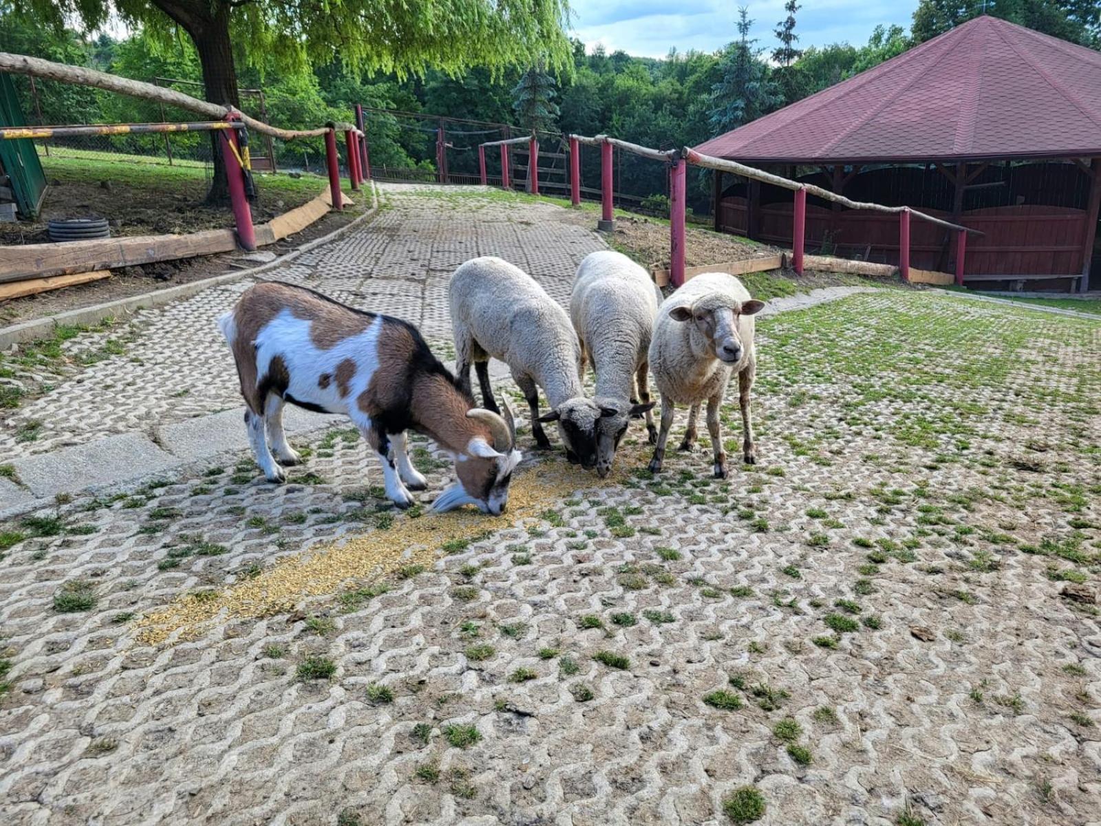Koperkowe Rancho Beskid Wyspowy Domek Malopolskie Kamionna Kamionna  Екстериор снимка